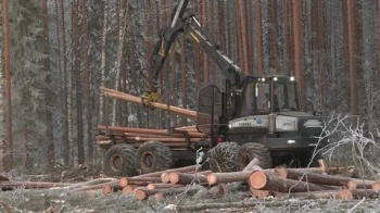 Рост объема заготовки древесины составил в Костромской области почти 20 процентов