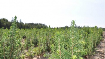 В Костромской области уделяется огромное внимание лесовосстановлению