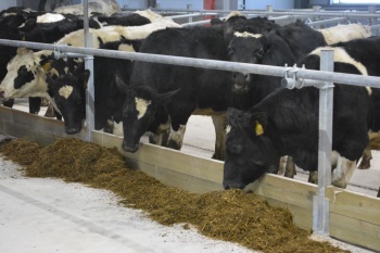 В Костромской области определили лидеров в молочном скотоводстве