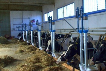 В Костромской области утвержден порядок выплат субсидий производителям молока