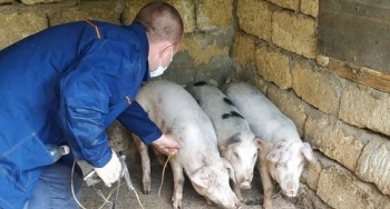 В Костромском районе принимаются меры по предотвращению распространения африканской чумы свиней