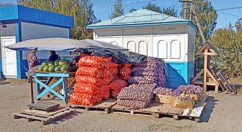 Галичане могут купить картошку и лук по оптовым ценам