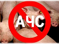 В регионе принимают меры по ликвидации африканской чумы свиней