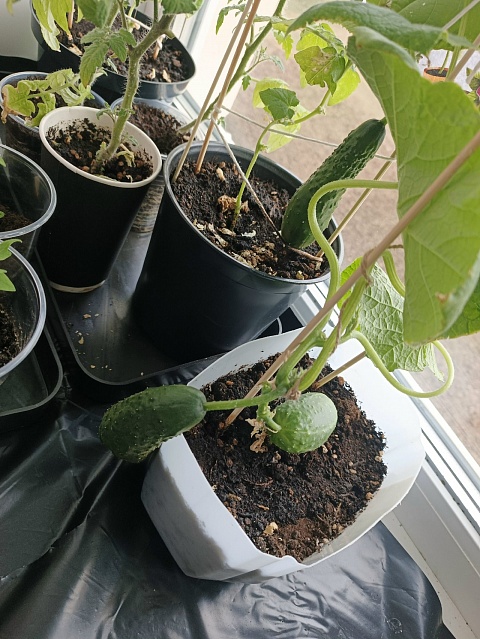 История огурца Гоши из Степановской школы