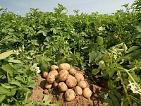 Галичские сельхозпроизводители, решившие сажать картофель, получат финансовую поддержку региона