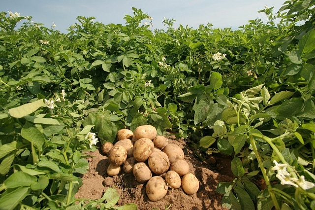 Галичские сельхозпроизводители, решившие сажать картофель, получат финансовую поддержку региона