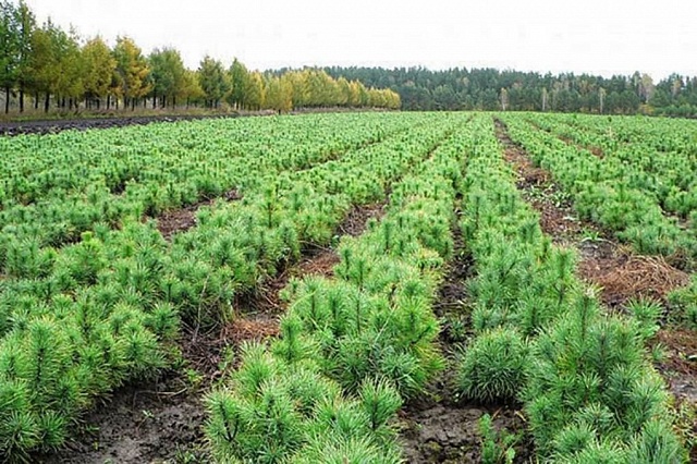 Костромская область перевыполнила годовой план по искусственному и комбинированному восстановлению леса.