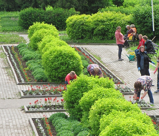 Более трех тысяч штук рассады цветов закуплено для центральных клумб города