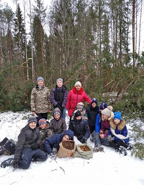 Ореховские школьники помогают лесничим собирать еловые шишки