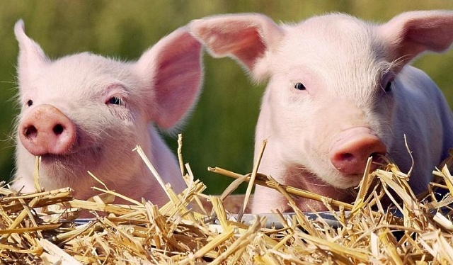 В регионе разработаны меры поддержки для фермеров, отказавшихся от разведения свиней