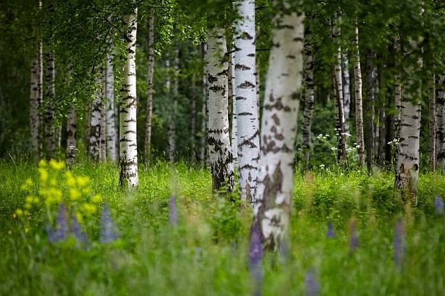 Segezha Group организует систему ответственного лесопользования в Костромской области
