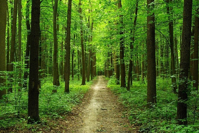 Финансирование мероприятий по защите, охране и воспроизводству лесов в Костромской области на следующий год будет увеличено.