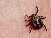 Идет охота на клещей