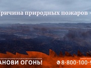 Сохраним лес для потомков 
