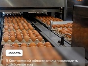 Почти 260 миллионов штук яиц выпустили хозяйства региона за четыре месяца