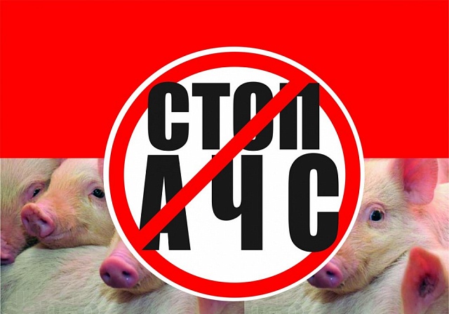 Африканская чума свиней (АЧС) 