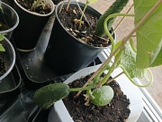 История огурца Гоши из Степановской школы