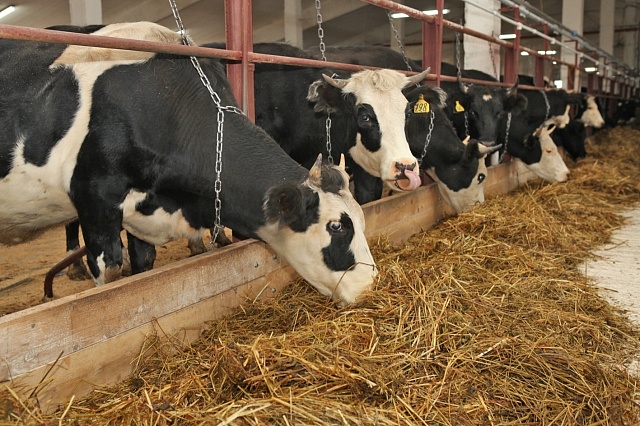 Галичское ООО «Ладыгино» входит в четверку крупнейших производителей молока в области