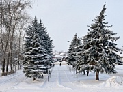 Леса - это богатство Костромского края