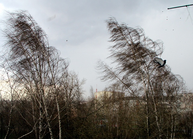 В Костромской области ожидается усиление ветра до 18 метров в секунду.