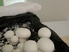 В будущем я хочу связать свою жизнь с сельским хозяйством