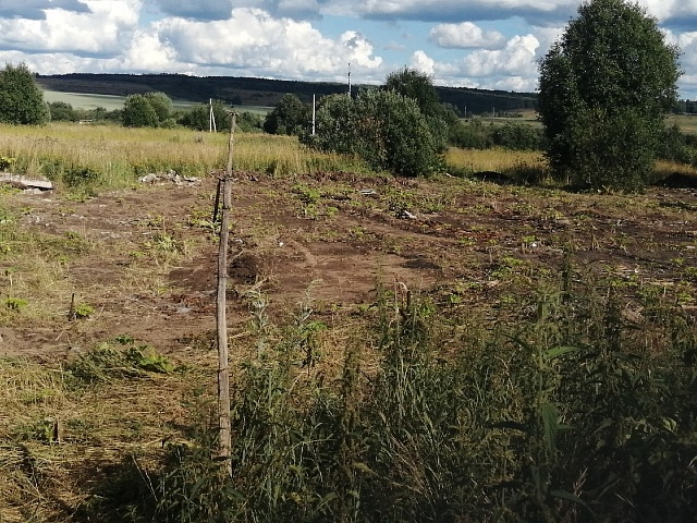 Буйные заросли опасного сорняка уничтожены в Галичском районе