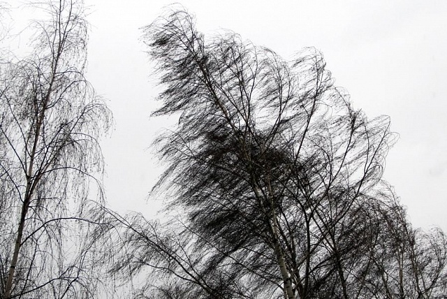 В Костромской области прогнозируется усиление ветра до 17 метров в секунду