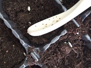 Юные аграрии в деле